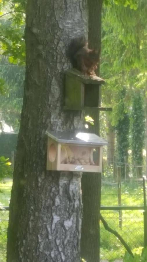 Nur Fuer Urlauber Familien In An Der Veluwe Krachtighuizerkern 22 & Free Bikes Chalet